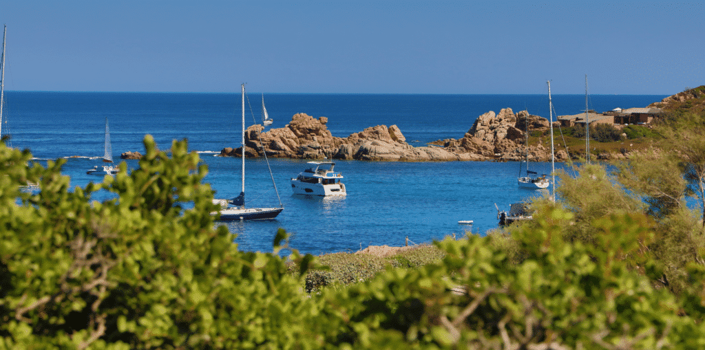 Maquis et plantes aromatiques les senteurs naturelles de l'île du Cavallo